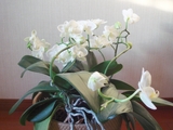 胡蝶蘭満開
