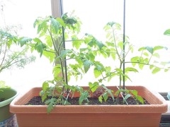 R0042445_�ߥ˥ȥޥ�_20110521