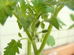 R0042086_�ߥ˥ȥޥ��Ĥβֲ�_20110507