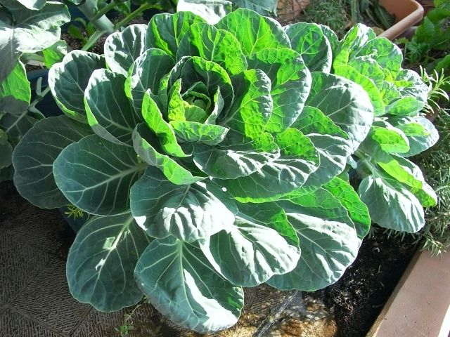 R0029381_芽キャベツ_20101226