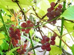 R0044575_ブドウデラウェア_20110813