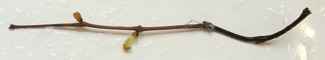 R0015357_花瓶に挿したブドウの枝と新芽
