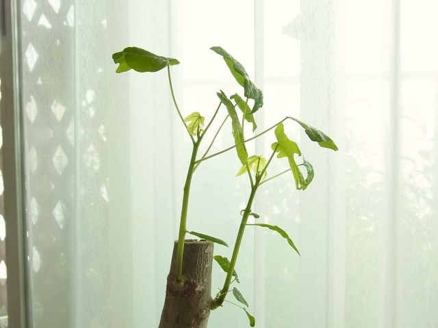 R0043244_パパイヤ_20110624