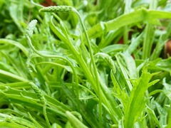 R0049093_エルバステラの花芽3_20120421