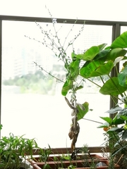 R0020476_チコリ_20090827
