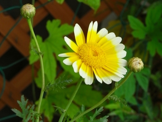 R0019315_こぼれ種春菊の花_20090721