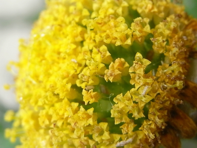 R0017956_春菊の筒状花_20090525