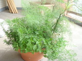 �󤻿���_20070315