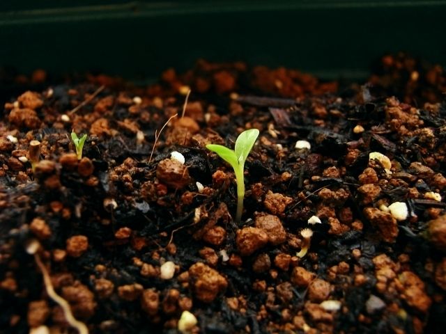 R0028902_プンタレッラフォグリアストレッタ発芽_20101127