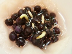 R0042362_丸オクラ種水漬け4日後_20110515