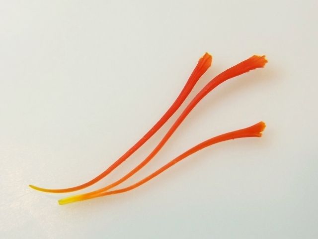 R0046584_サフランめしべ収穫_20111126