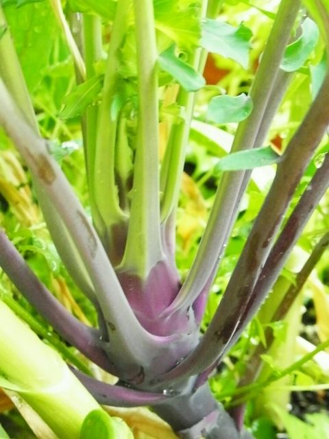 R0048560_ニンニク合間のコールラビかも_20120324