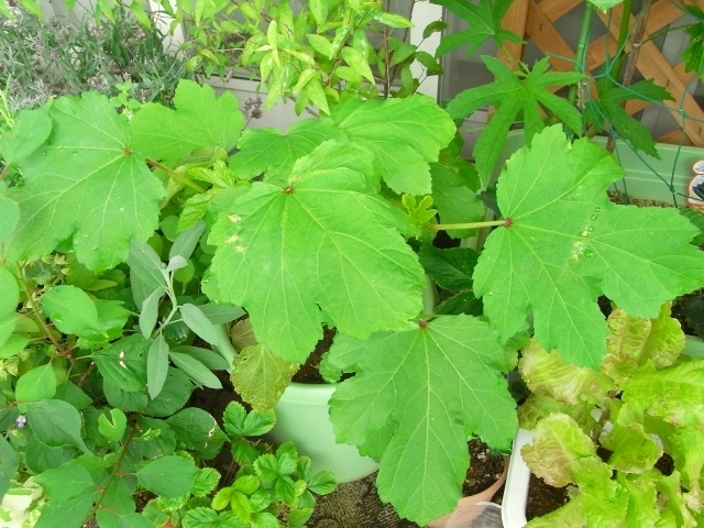 R0026029_丸オクラ_20100703