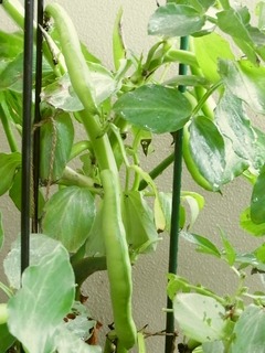 R0049407_����ޥ�_20120503