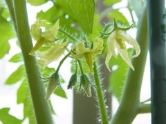 R0042450_�ߥ˥ȥޥ�_20110521