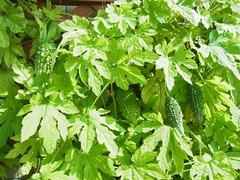 R0044968_ゴーヤ_20110828
