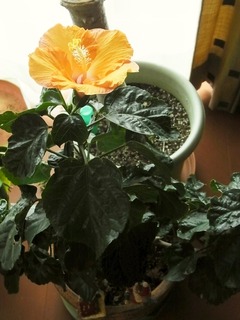 R0047658_�ϥ��ӥ�����_20120122