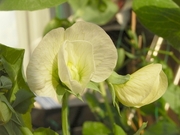 R0014209_エンドウの早すぎる花