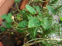 R0010713_�ʥ��������ब�礤���