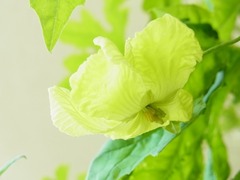 R0044249_ゴーヤ両性花2_20110730