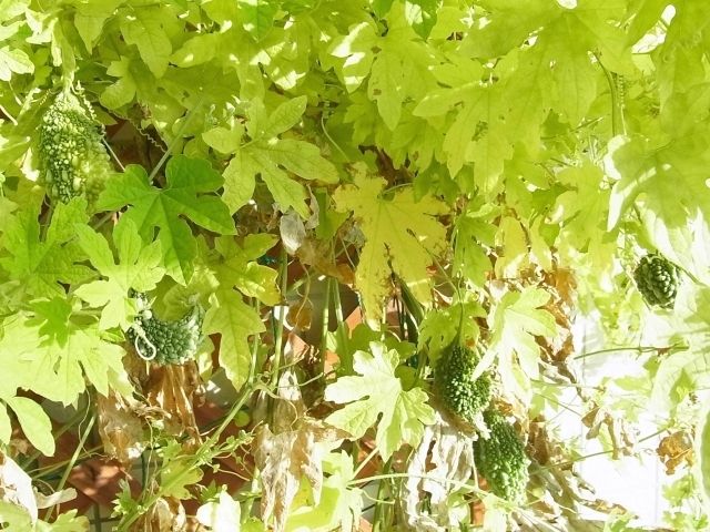 R0045243_ゴーヤ_20110917