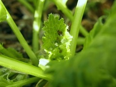 R0047053_���֤˥��֥�ॷ_20111217
