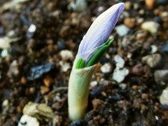 R0046568_サフラン花芽_20111126
