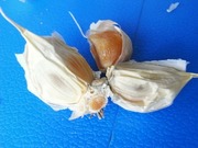 R0028288_ニンニク傷んだ球根_20101017