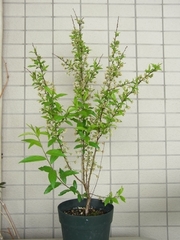 R0016631_ヒトエニワザクラ_20090417
