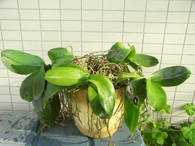 R0028342_胡蝶蘭_20101023