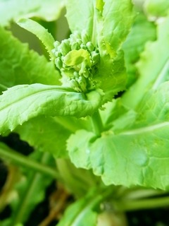 R0048937_かぶのとう立ち_20120414