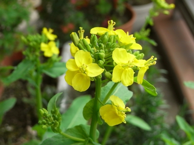 R0024261_かぶの花_20100411