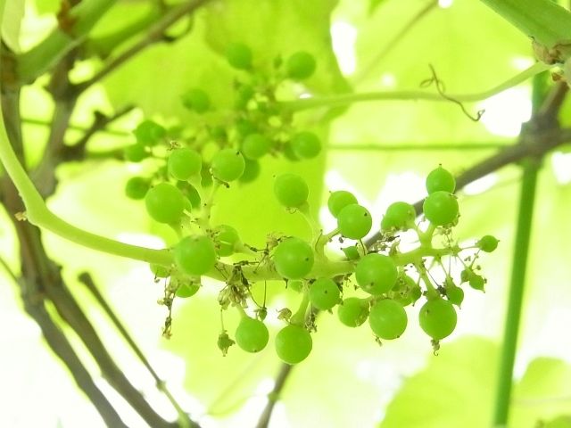 R0043223_ブドウデラウェアの実_20110618
