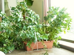 R0048617_����ޥ�˽���ﳲ_20120331