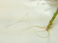 R0048059_マーガレット発根_20120219