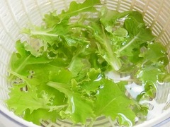 R0047991_リーフレタス収穫_20120212