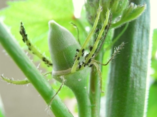 R0027929_丸オクラにアブラムシ_20101002