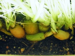 R0048474_カラフルキャロット_20120317