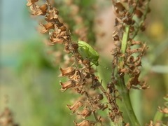 R0045595_シソにカメムシ_20111008