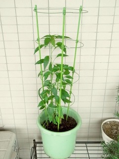 R0042540_鷹の爪唐辛子定植後_20110522