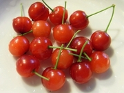 R0018544_ヒトエニワザクラの実の収穫_20090620