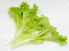R0049176_エンダイブグリーンカールド収穫_20120423