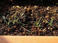 R0046426_エルバステラ_20111120