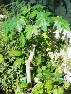 R0043847_パパイヤ_20110716