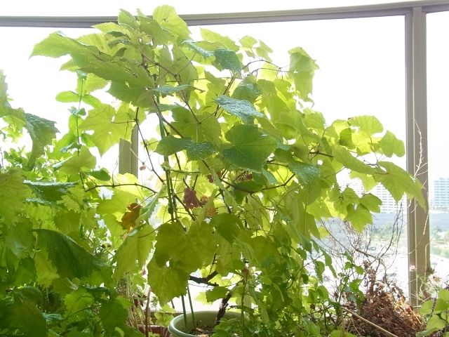 R0044405_ブドウデラウェア_20110806
