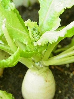 R0048849_かぶの花芽_20120408