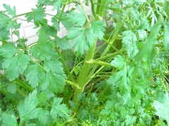 R0042768_イタリアンパセリの根元太さ3cm_20110529