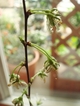DSC03898_ヒトエニワザクラのしおれた花