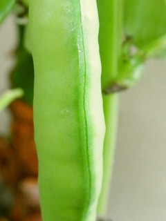 R0049408_����ޥ�_20120503