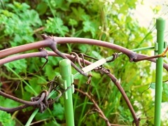 R0046063_ブドウデラウェアの枝_20111029